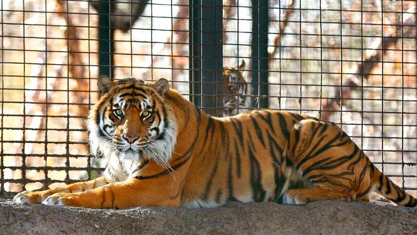 This Nov. 2018 file photo shows Sanjiv, a Sumatran tiger at the Topeka Zoo  in Topeka, Kansas.  City officials say Sanjiv, mauled a zookeeper early Saturday, April 20, 2019 in a secured indoor space at the zoo.  
Topeka Zoo director Brendan Wiley says the zookeeper was awake and alert when she was taken by ambulance to a hospital. Wiley said he did not know the extent of her injuries. The zookeeper's name has not been released.