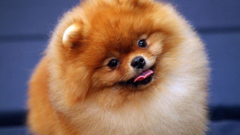 A Pomeranian at the Westminster Dog Show.  (Photo by Andrew H. Walker/Getty Images)