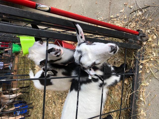 Warren County goats close up