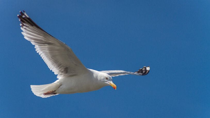 A herring gull, like the one found in the United Kingdom covered in orange spice, soars across the sky.