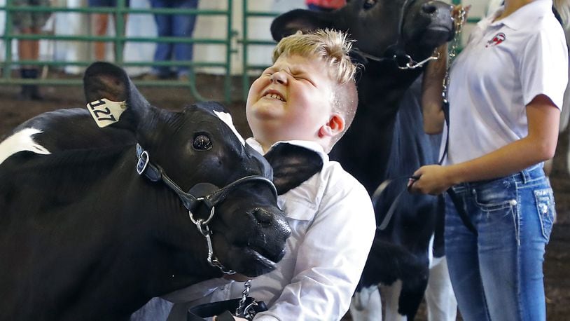 William Tuttle grimaces as his calf headbutts him as he sets it up for the judge Sunday at the Clark County Fair. William was not injured. 