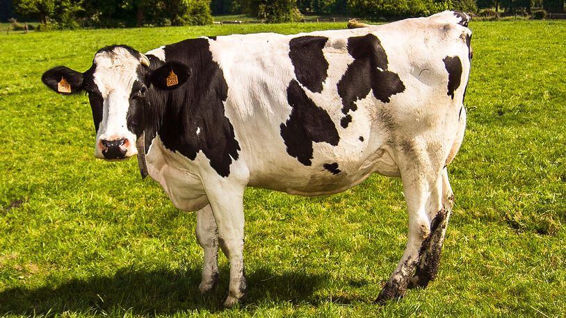 Stock photo of a cow.
