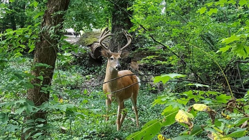 This buck was in the urban environment of Clintonville’s Walhalla Ravine in August. GARY KIEFER/THE COLUMBUS DISPATCH