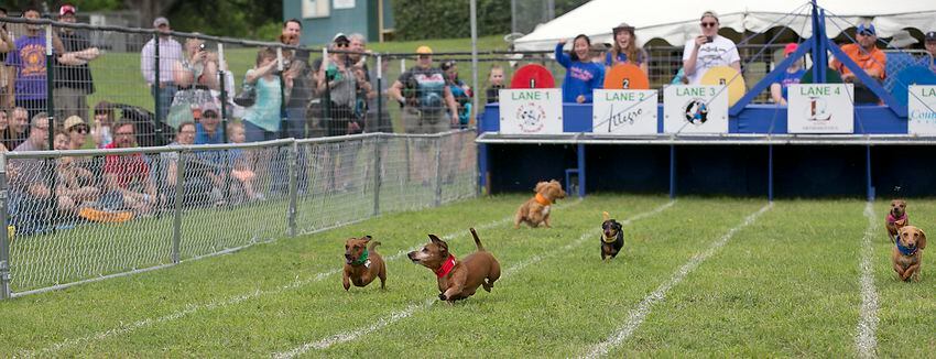 Buda Wiener Dog Race, 4.26.15