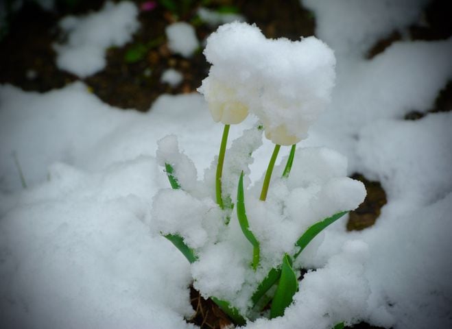 Snow covers spring flowers