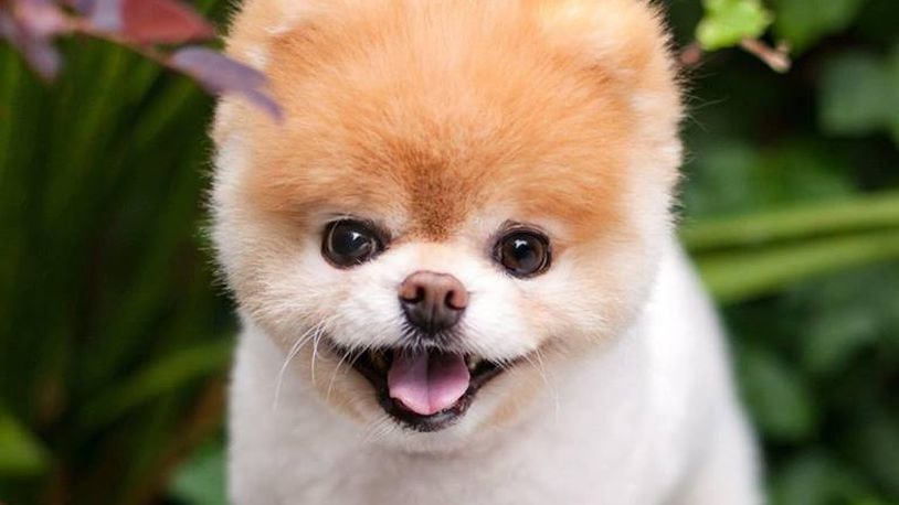 Boo, the World's Cutest Dog, died Friday. (Photo: Boo/Facebook)