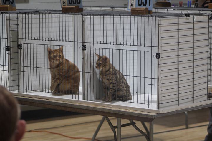 PHOTOS: See these amazing cats at the Dayton Cat Fanciers show 2017