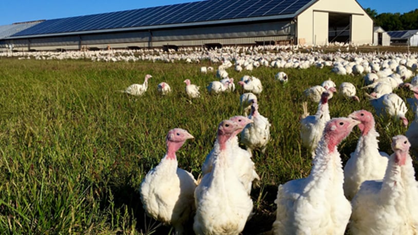 Bowman and Landes, a New Carlisle turkey farm, has a third of their barn rooftops covered with 576 electricity-generating solar panels.