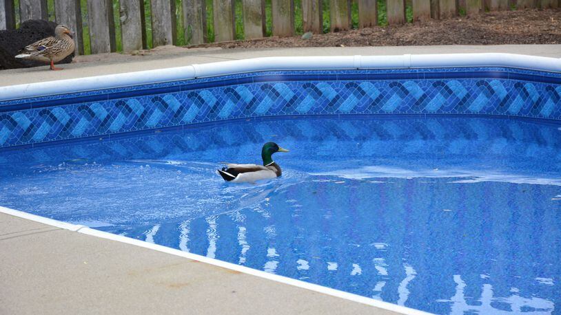 Sandy Neary of Dayton, the Belmont neighborhood to be specific, took this photo on April 22. The description sent with it said, “So, we just got a new pool liner installed and I wanted to be the first one to try it out and I was beat out by a duck, really?”