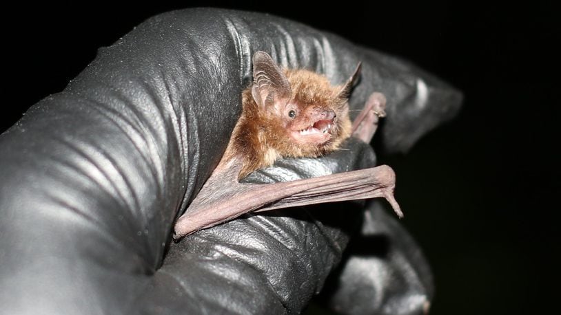An Indiana bat, a species identified by the federal government as endangered, was one of several bats captured during a mist net survey at Wright-Patterson Air Force Base in June. Mist nets are lightweight, very difficult for the flying animals to see or detect and are used by biologists and others in bat research. Acoustic surveys for bats, like those currently being conducted on the base, are the follow-on method to determine size and distribution of bat populations. (U.S. Fish and Wildlife Service courtesy photo/Keith Lott)