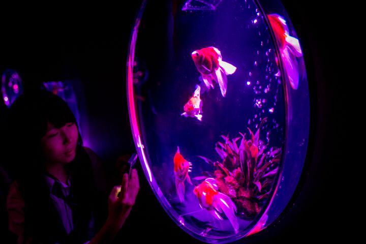 5000 goldfish used in art exhibition