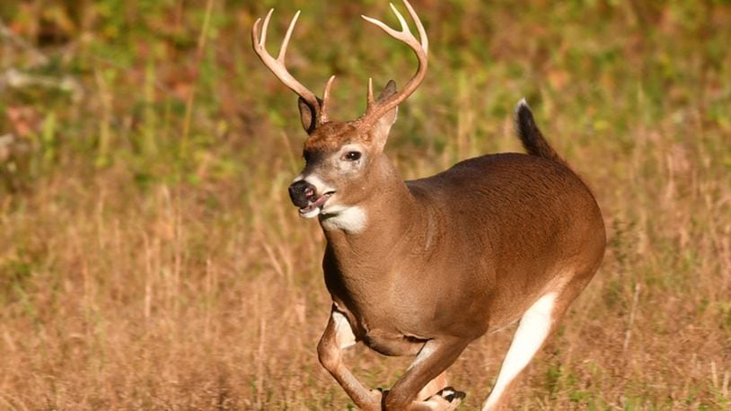The white-tailed deer is perhaps Ohio’s best-known wildlife species, seen in the state’s wildlife areas, parks and nature preserves as well as in the backyards of rural and suburban residents. FILE