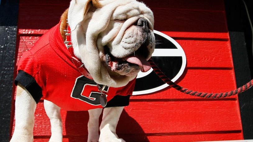 ATHENS, GA - OCTOBER 12:  UGA IX, mascot of the Georgia Bulldogs, looks on during the game against the Missouri Tigers at Sanford Stadium on October 12, 2013 in Athens, Georgia.  (Photo by Kevin C. Cox/Getty Images)