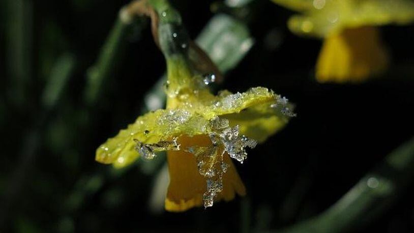 Spring frost on a yellow daffodil. pixabay.com