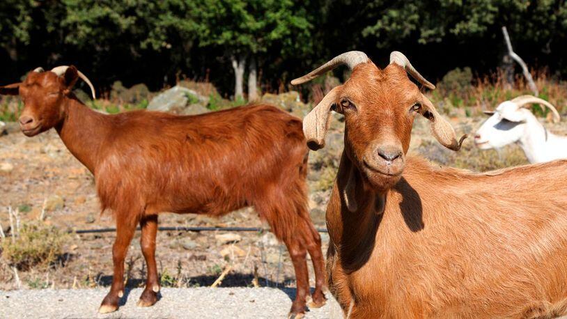FILE PHOTO: Goats ran wild in a California town after they escaped their enclosure.