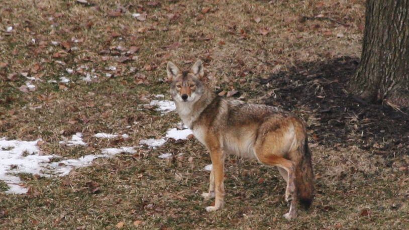 A coyote stands in a West Chester Twp. yard in this photograph taken by a resident. FILE/2014
