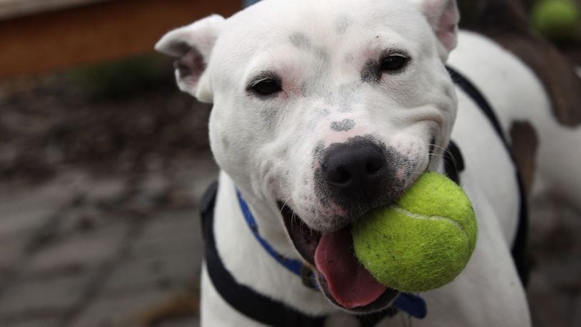 A Staffordshire bull terrier named Ginger, similar to the one pictured, has been up for adoption in a Maine animal shelter for four years.