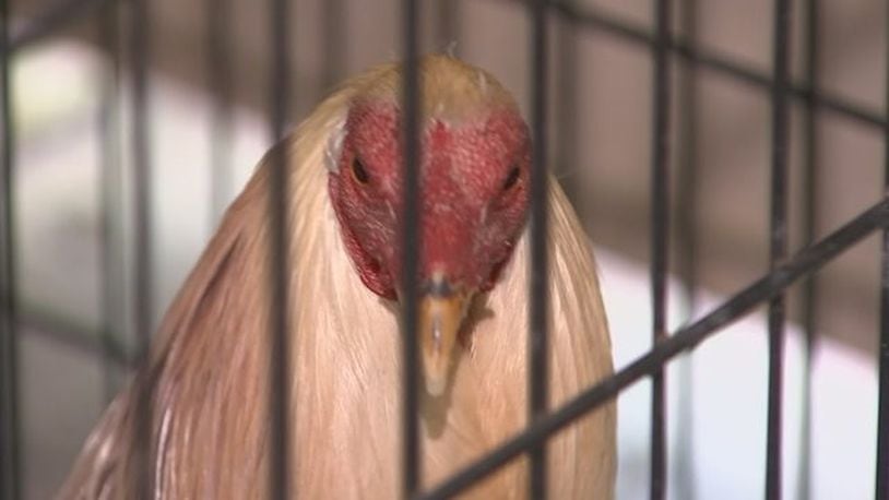 A man was arrested with 36 roosters who were being trained and bred for fighting. (Photo: WFTV.com)