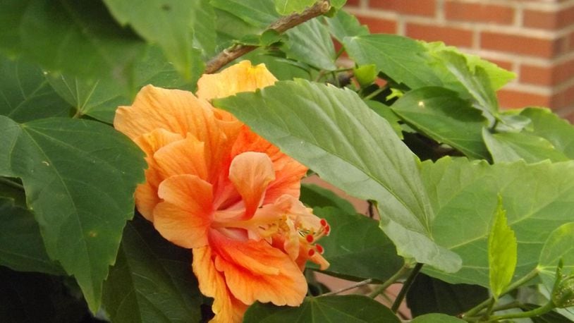 Flowers in a Missouri couple's yard have caused a lawsuit.