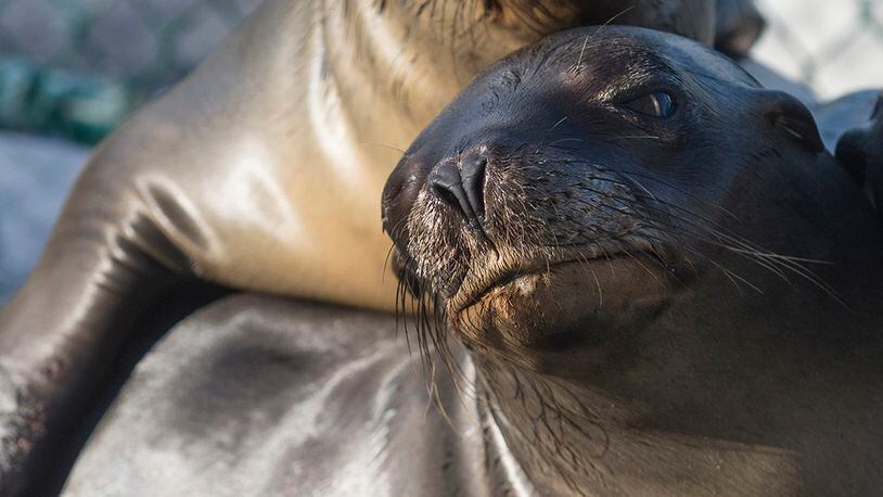 A sea lion pup is recovering at SeaWorld San Diego after crews removed it from relaxing in front of a hotel sign and flower bed (not pictured).