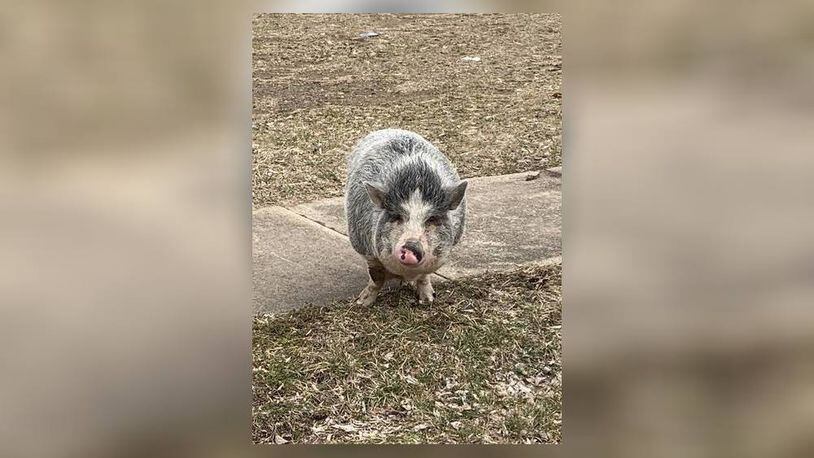A wayward pig was captured today by Middletown police while running loose in the are of Casper and Leibee streets. Officer Dennis Jordan, who has some training with animals as a K9 officer, took the call.