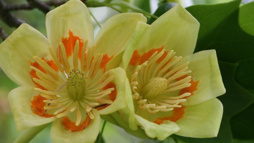 Tulip poplar flowers (CONTRIBUTED)
