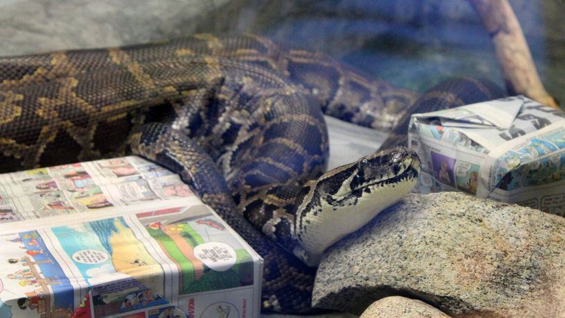 Rajeev the Burmese python, one of the longest-living animal residents at the Boonshoft Museum of Discovery has died. BOONSHOFT MUSEUM OF DISCOVERY