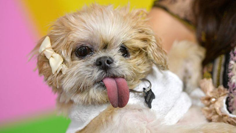 FILE PHOTO: Marnie, a dirty Shih Tzu shelter dog with a long tongue who rose to fame and became a symbol for adopting older pets, died Thursday. She was 18. (Matt Winkelmeyer)
