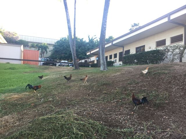 Photos: Lahaina Civic Center, site of Maui Invitational