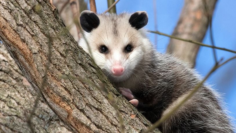 An opossum, similar to one found in a family's home in rural Ohio, perches in a tree. Opossums are mostly nocturnal animals that eat everything from  insects, frogs and birds to snakes and fruits.