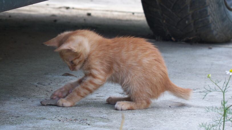 File photo of a kitten playing by a car.