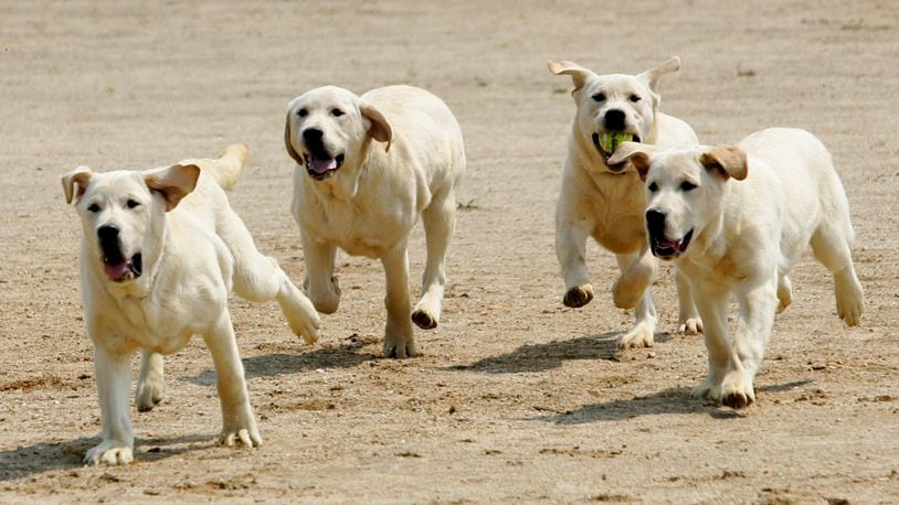 FILE PHOTO:  Golden Retriever dogs