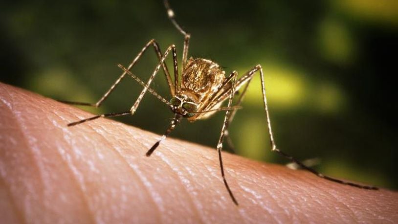 The culex mosquito has been known to carry the West Nile virus. FILE PHOTO