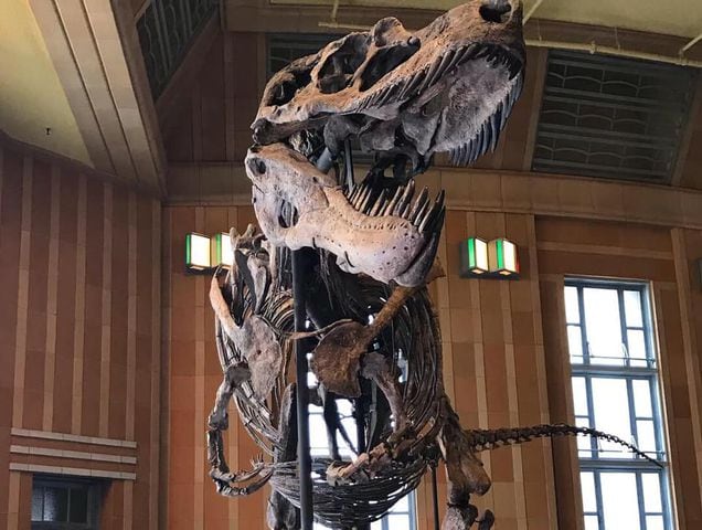 PHOTOS: Cincinnati Museum Center reopens with dinosaurs 60-feet tall and mysteries of the Maya civilization