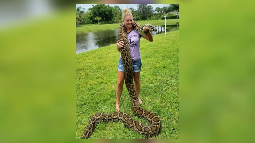 Amy Siewe with the 17-foot-3 inch python she captured last July of the Tamiami Trail in the Everglades. Amy, a former Fairmont High athlete and homecoming queen and University of Toledo tennis player, is now a python hunter contracted by the South Florida Water Management District to help rid the Everglades of the invasive pythons that are killing all the animals and birds they come in contact with and wrecking the ecosystem. CONTRIBUTED