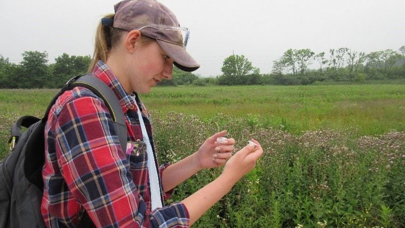 Kelly Peterson collects a bumble bee for disease analysis during the insect and plant survey on the 30 acre pollinator habitat. CONTRIBUTED
