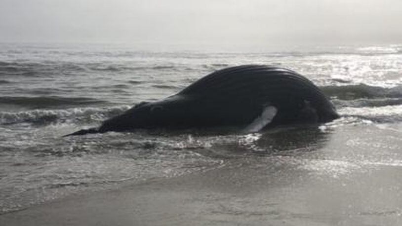 The body of a dead humpback whale washed ashore on a Florida beach. (Photo: WFTV.com)