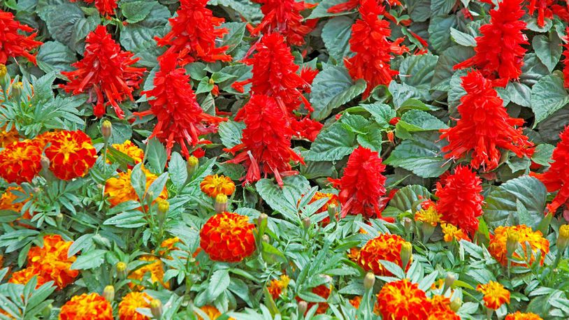 Sizzler Red salvias and Zenith Red and Gold marigolds combines for a dazzling array of color. (Norman Winter/TNS)