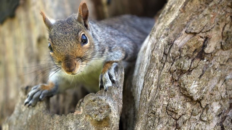 A video of a squirrel trying to reach a bird feeder set to music by Miley Cyrus is wowing the Internet.