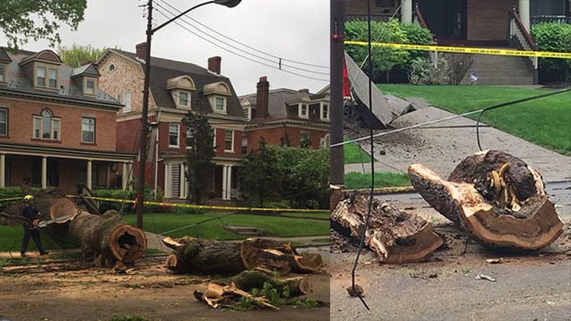 A tree fell in a Pittsburgh neighborhood, and it contained a large hive of bees.