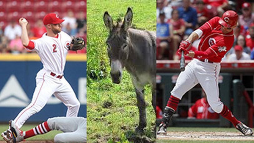 Cincinnati Reds shortstop Zack Cozart will get a donkey from  teammate Joey Votto if he makes the 2017 National League All-Star team.