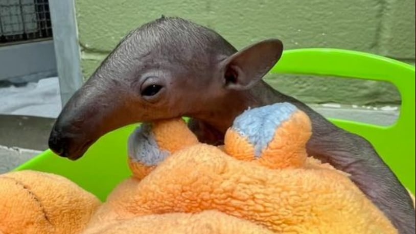 Cincinnati Zoo's tamandua pup dies days after birth