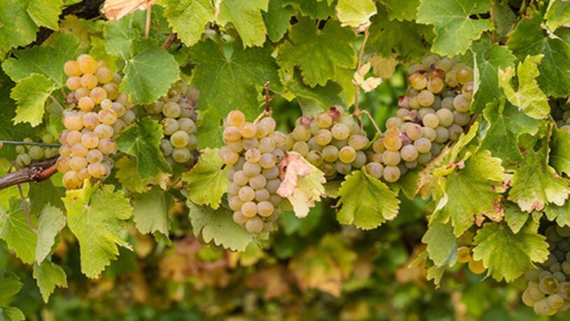 Chardonnay grapes on vine (Dreamstime/TNS)