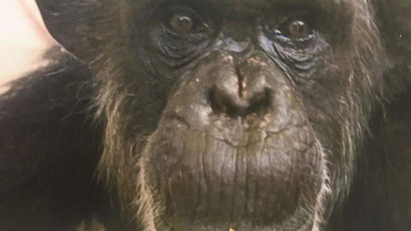 Blackie, the oldest chimpanzee at the Kansas City Zoo, died Friday. She was 55.