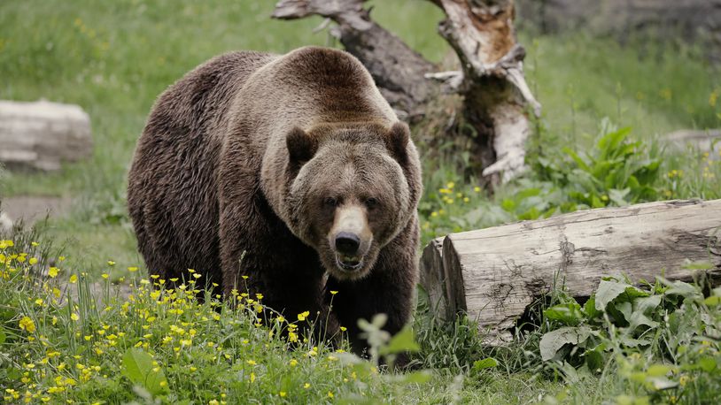 FILE - A grizzly bear roams an exhibit at the Woodland Park Zoo on May 26, 2020, in Seattle. The federal government plans to restore grizzly bears to an area of northwest and north-central Washington. Plans announced this week by the National Park Service and U.S. Fish and Wildlife Service call for the release of three to seven bears a year for five to 10 years to achieve an initial population of 25. (AP Photo/Elaine Thompson, File)