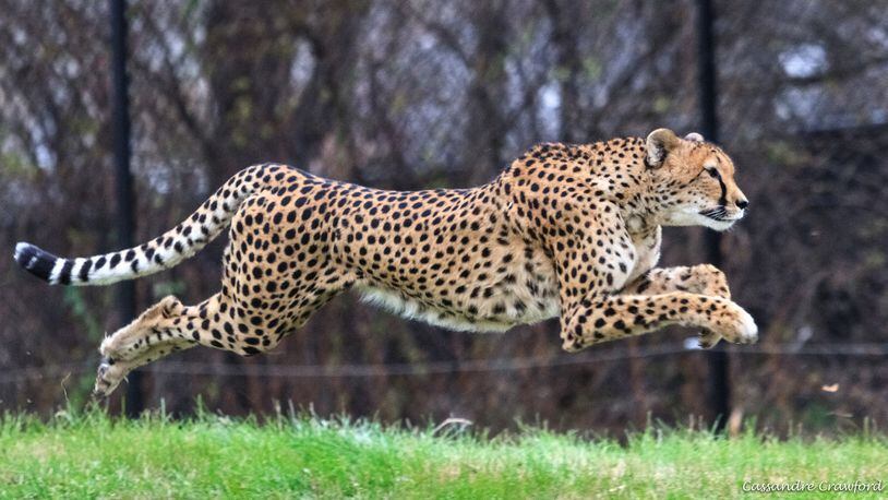 The world’s fastest captive cheetah dies at Cincinnati zoo. (Contributed photo)