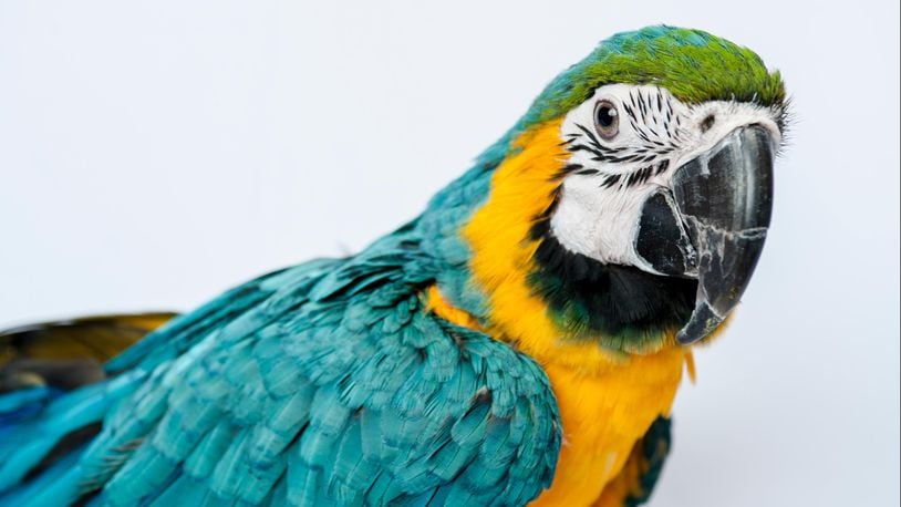 The Tampa Bay Buccaneers will use a parrot to deliver its fourth-round draft pick Saturday.