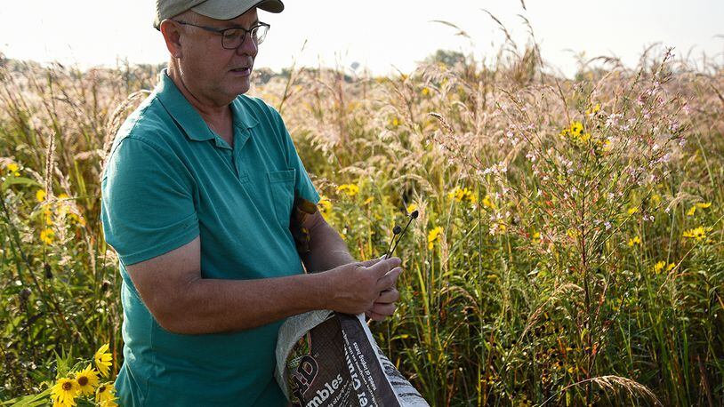 Dave Nolin, retired director of Five Rivers MetroParks, collects seeds in Huffman Prairie, Wright-Patterson Air Force Base, Ohio, Sept. 15, 2022. Huffman Prairie is the largest prairie in Ohio and its 109 acres are home to more than 300 species of wildflowers. (U.S. Air Force photo by Matthew Clouse) 