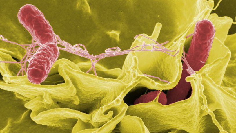 A strain of salmonella that's killed two and sickened more than 250 people may not respond to the antibiotics recommended to treat it, according to the Centers for Disease Control and Prevention.