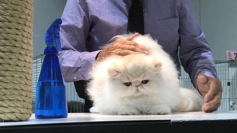 One of the felines at the Cat Fanciers Cat Show in 2018. CORNELIUS FROLIK / STAFF